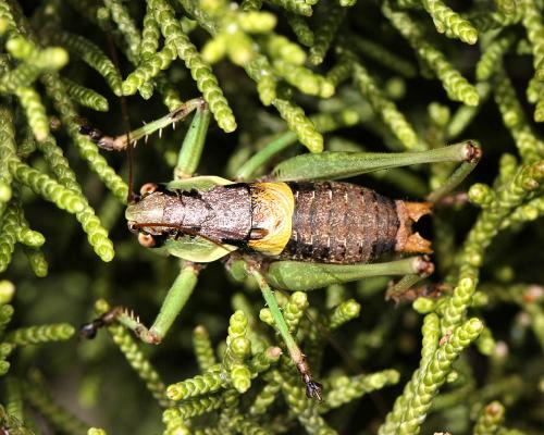 Réf. 72 142 : Antaxius sorrezensis