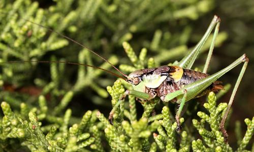 Réf. 72 265 : Antaxius sorrezensis