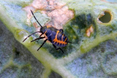 Eurydema ventralis