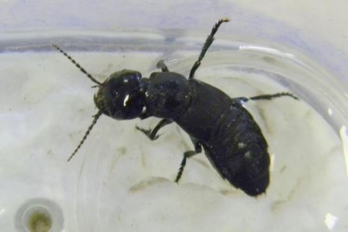 Ocypus sp.