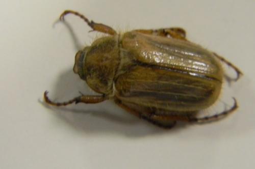 Amphimallon solstitiale