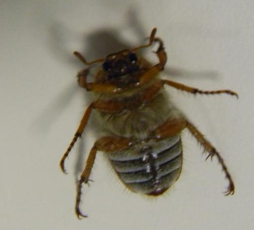 Amphimallon solstitiale
