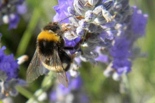 Bombus sp.