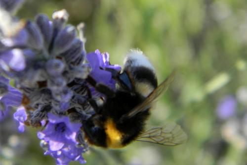 Bombus sp.