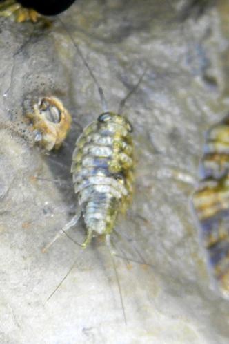 Ligia italica