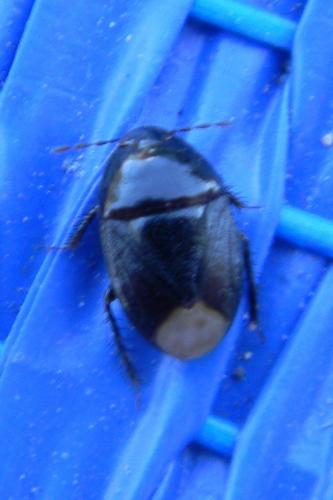 Réf. 72 432 : Macroscytus brunneus