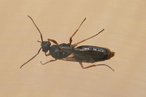 Réf. 72 605 : Formica sp.
