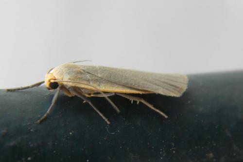 Réf. 72 648 : Eilema sp.