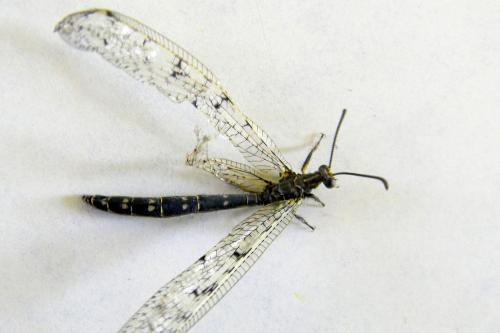 Distoleon tetragrammicus