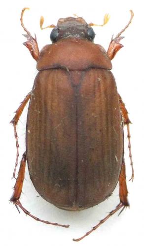 Serica brunnea