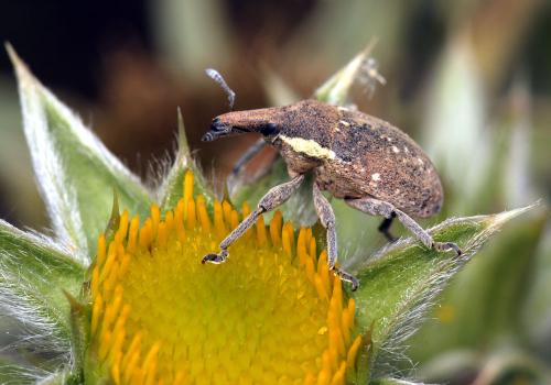 Réf. 72 483 : Larinus maurus