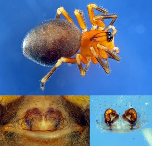Trematocephalus cristatus