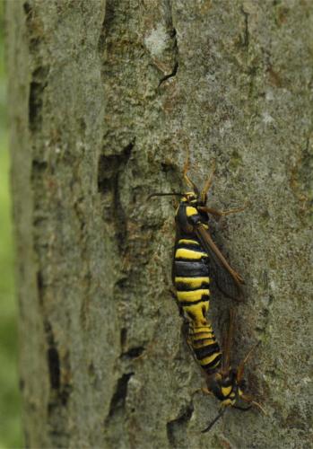 Sesia apiformis