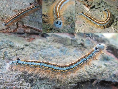 Malacosoma neustria