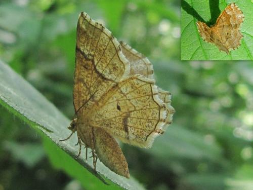 Réf. 72 803 : Cepphis advenaria