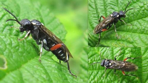 Réf. 72 612 : Macrophya punctumalbum