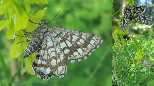 Chiasmia clathrata