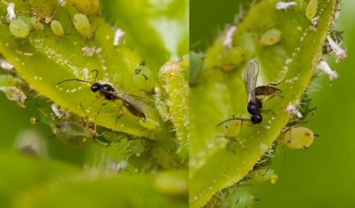 Binodoxys angelicae