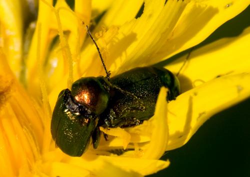 Cryptocephalus sp.