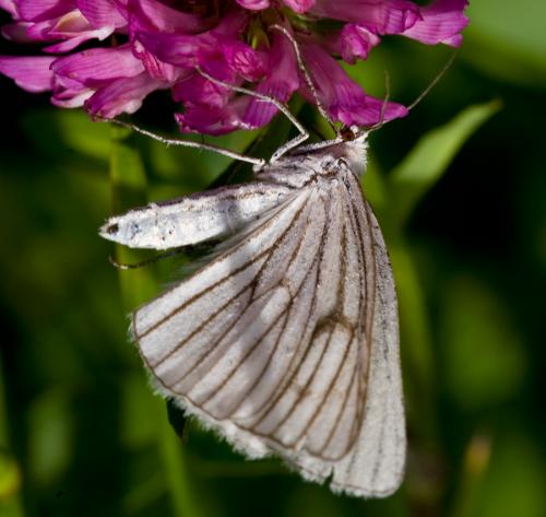 Réf. 72 456 : Siona lineata