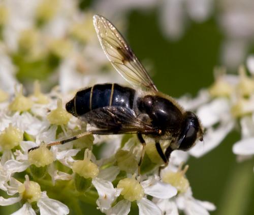 Réf. 72 516 : Eristalis rupium