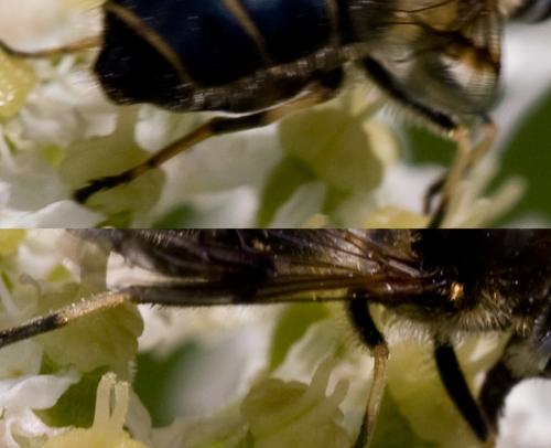 Réf. 72 564 : Eristalis rupium