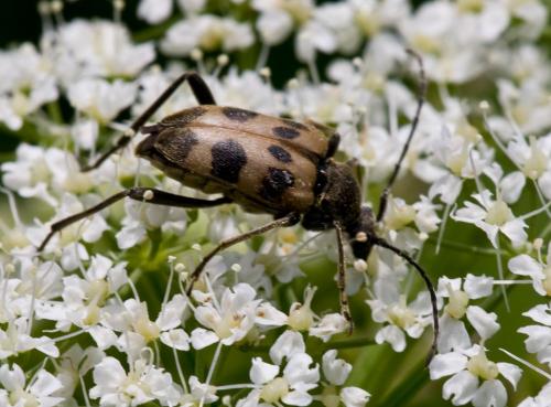 Réf. 72 517 : Pachytodes cerambyciformis