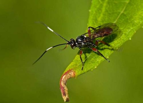Cryptinae