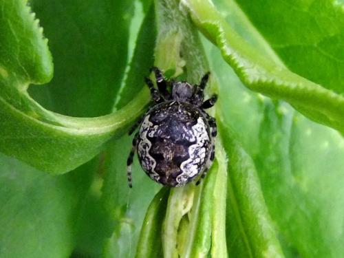 Larinioides patagiatus