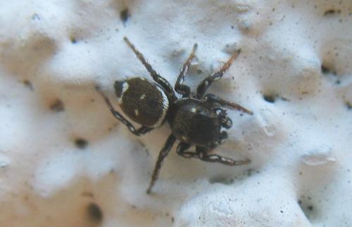 Heliophanus tribulosus