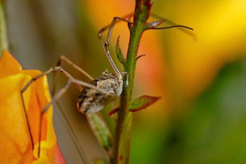 Phalangium opilio