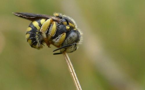 Réf. 72 975 : Anthidiellum strigatum