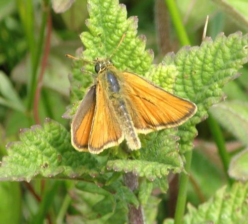 Thymelicus sylvestris