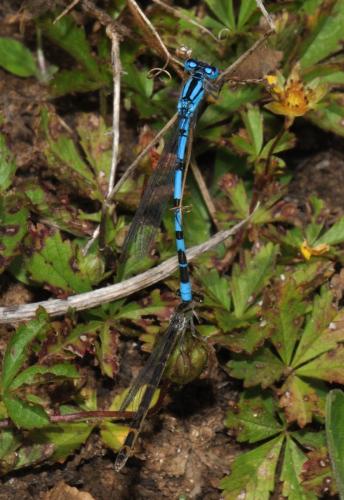 Enallagma cyathigerum