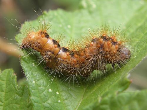 Acronicta auricoma