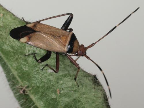 Réf. 72 157 : Adelphocoris vandalicus