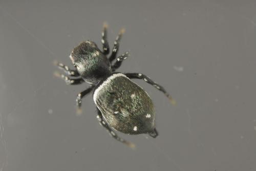 Heliophanus kochii