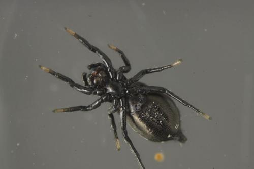 Heliophanus kochii
