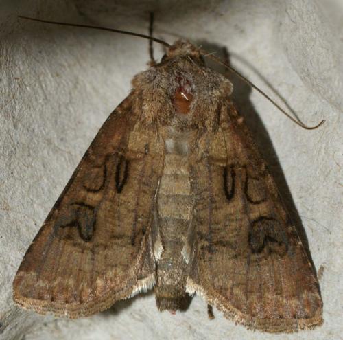 Réf. 72 674 : Graphiphora augur
