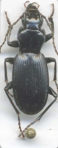 Pterostichus ambiguus