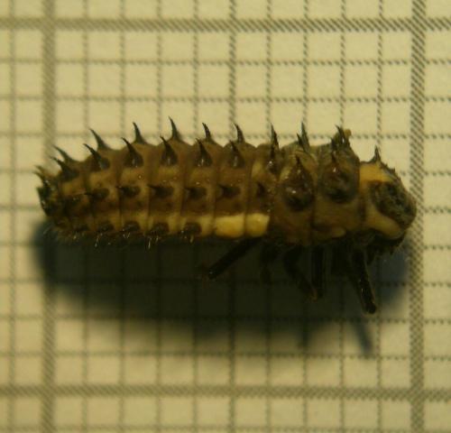 Réf. 72 129 : Anatis ocellata