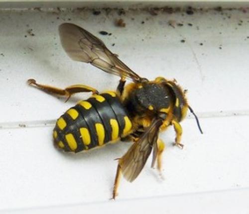 Anthidium florentinum