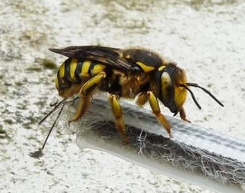 Anthidium florentinum