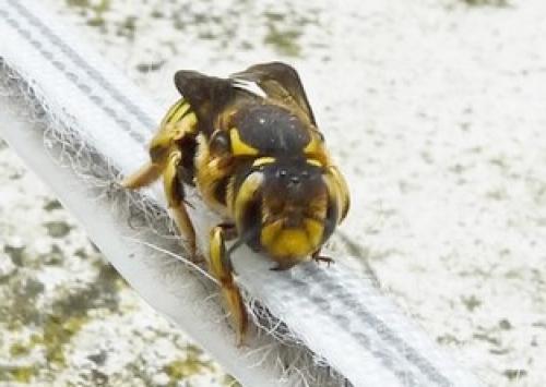 Anthidium florentinum