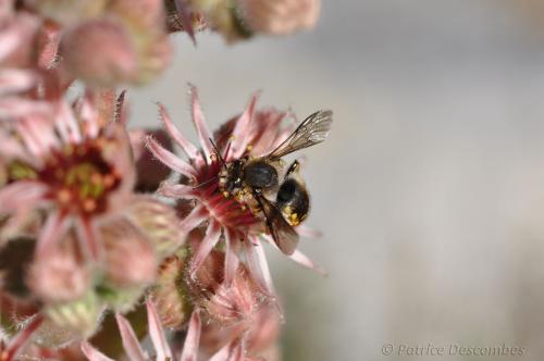 Anthidium sp.