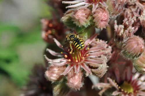 Anthidium sp.