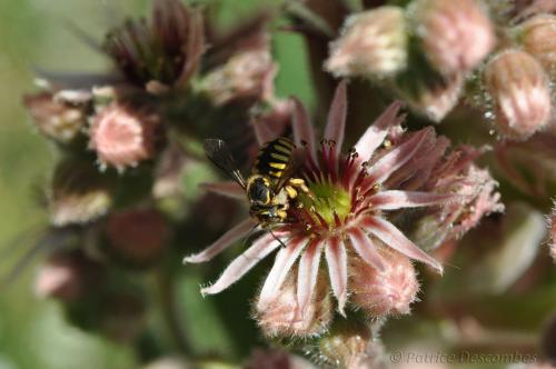 Anthidium sp.