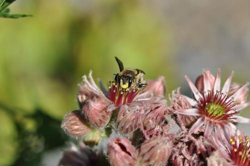 Anthidium sp.