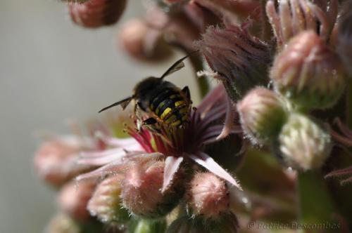 Anthidium sp.