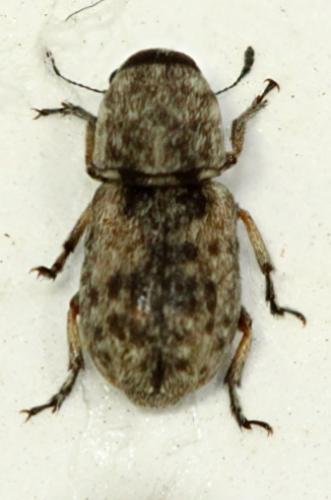 Enedreytes sp.